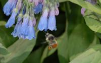 Bumblebee Worker Visiting Flowers of the Tall Bluebell