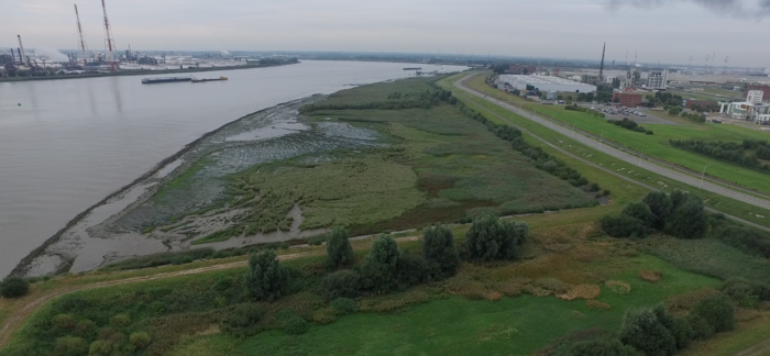 Ketenisse marsh in the Schelde near Antwerp (harbour)