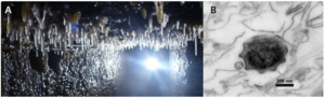 The stalactites-like biofilms hanging over cave ceiling (A) and the star-shaped cell residing in the wall biofilm (B).