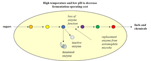 Robust enzymes for bioproduction