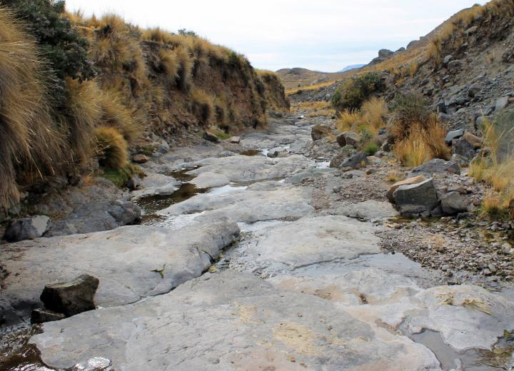 <i>Telmatobius ventriflavum</i>'s Natural Habitat