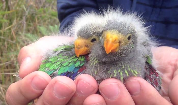 Swift parrot chicks