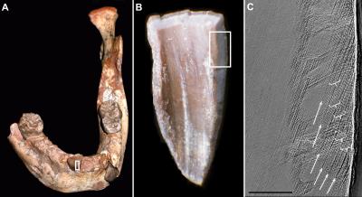 North African Juvenile Fossil