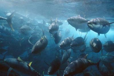 Tuna in a Purse Seine Net [IMAGE]  EurekAlert! Science News Releases