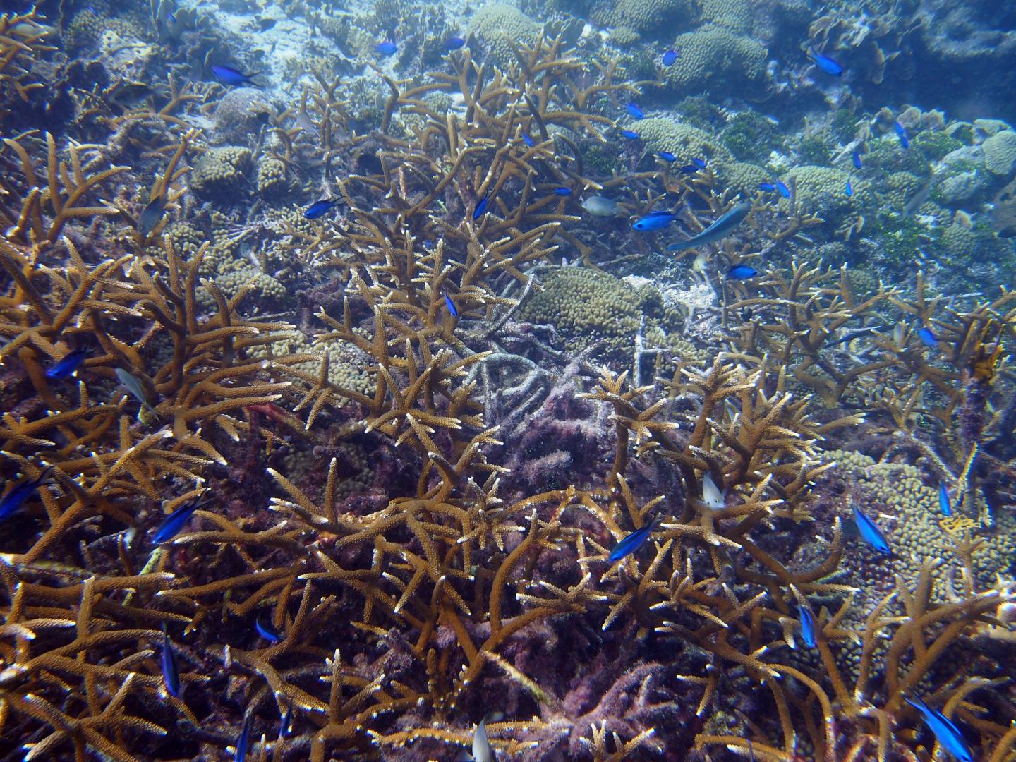 Baums Coral