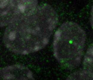 Cellular Localization of Nanog Transcripts