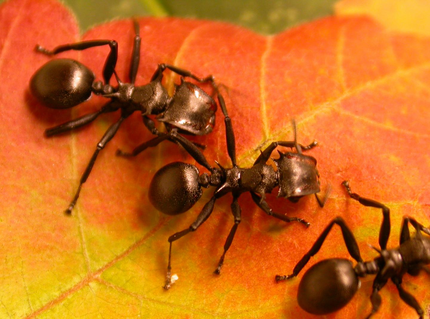 <i>Cephalotes atratus</i>