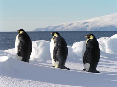 Emperor Penguins