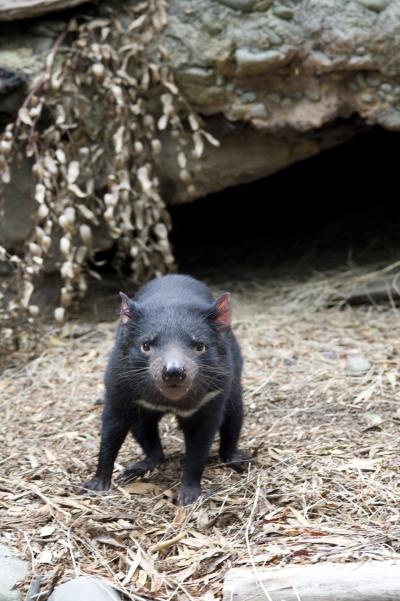 Tasmanian Devil, Healesville Sanctuary, Melbourne, Australia