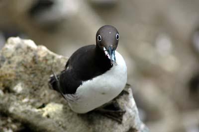 Guillemot (1 of 3)