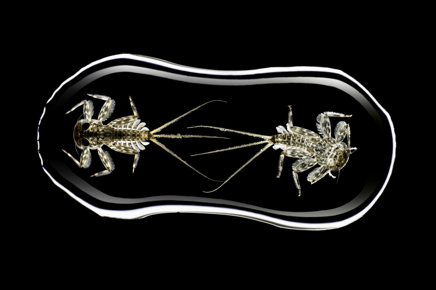 <i>Ecdyonurus</i> Larva Moult