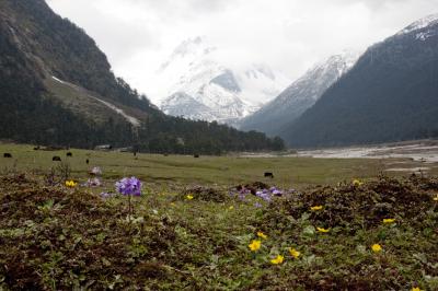 Himalayan Landscape