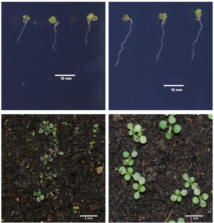 Salk Researchers Identify Genetic Variants that Help Plants Grow in Low-Iron Environments