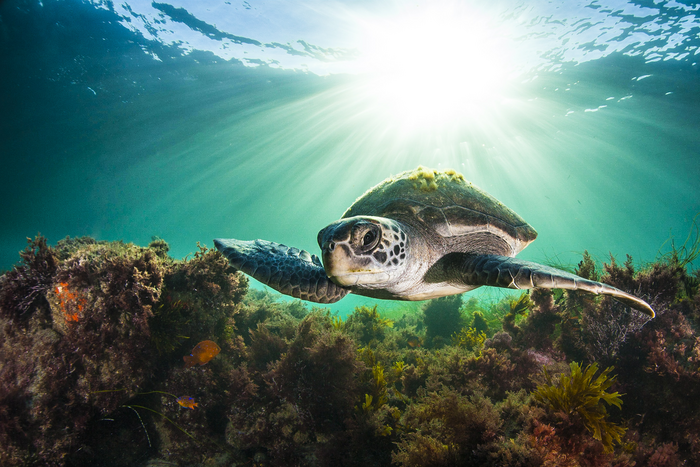 Green turtles, such as this one, have evolved to have more genes dedicated to immunity.