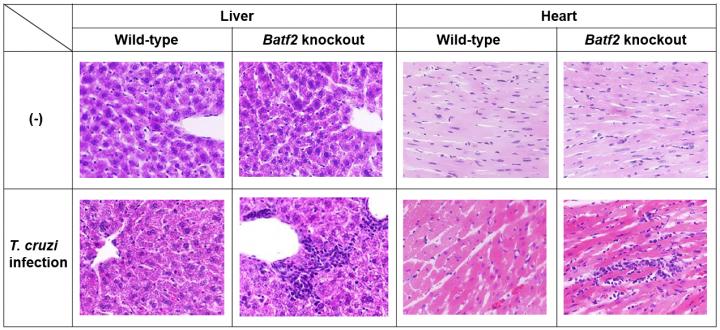 Figure 1: Severe Multi-Organ Pathology in <em>T. cruzi</em>-Infected Batf2 Knockout Mice