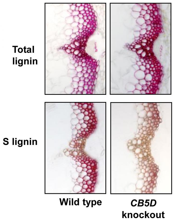 <i>Arabidopsis</i> Stems Showing Effects Of Enzyme On Lignin Production