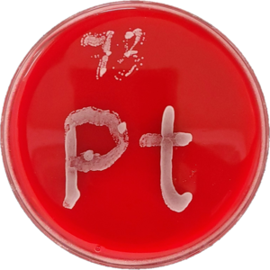 A Petri dish with red agar on which grows a fungal strand in the shape of the element symbol for platinum (Pt).