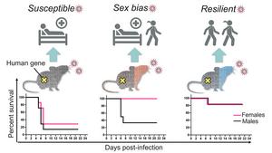 SARS-CoV-2 infection mimicked in genetically diverse mice