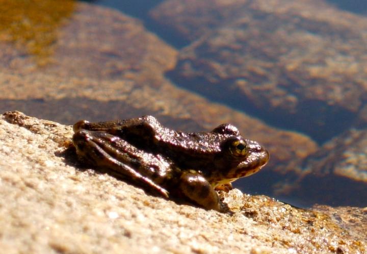 The Sierra Nevada Yellow-legged Frog