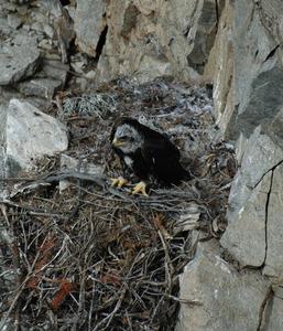 Nestling Golden Eagle