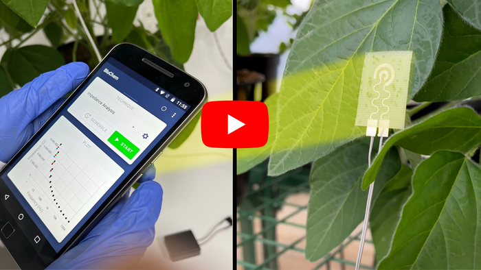 A new wearable technology — for plants (video)