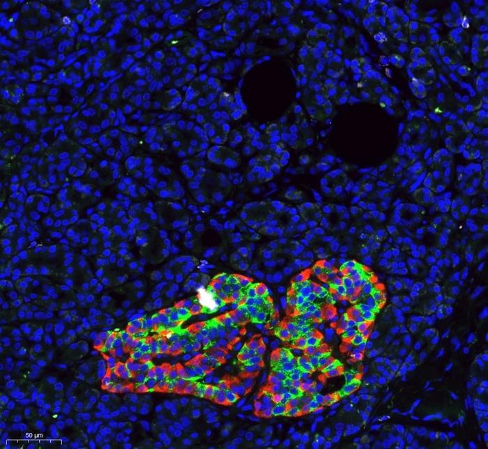 Histological Image of the Human Pancreas