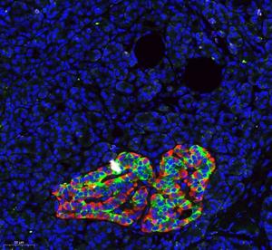 Histological Image of the Human Pancreas