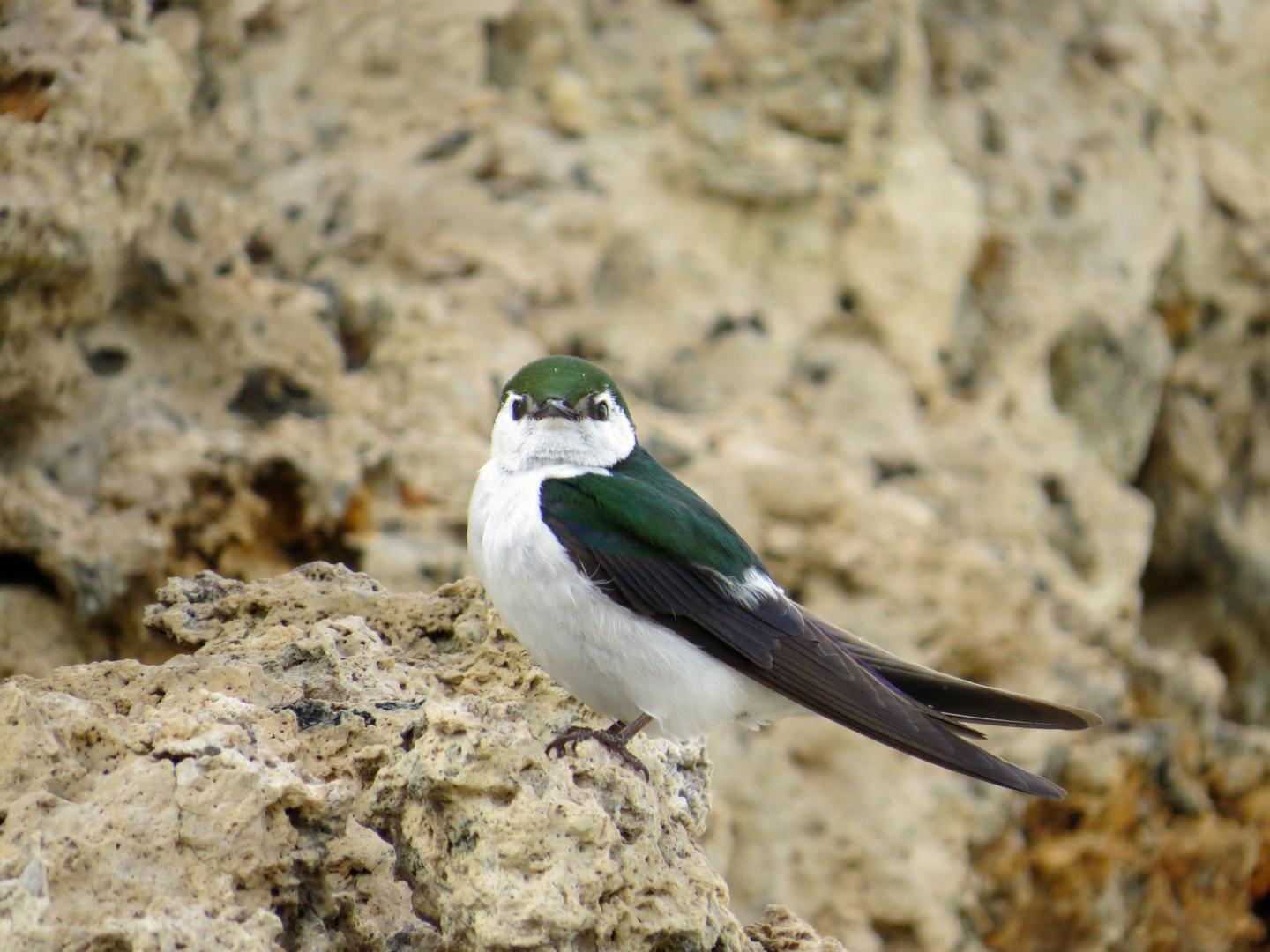 Violet-Green Swallow in California Desert