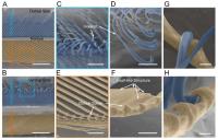 The Fine Structures of Hook Barbules and Bow Barbules