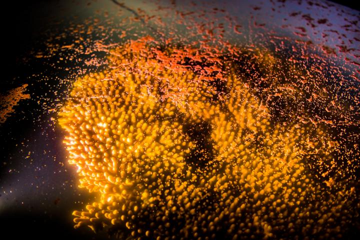Coral Spawning on Great Barrier Reef