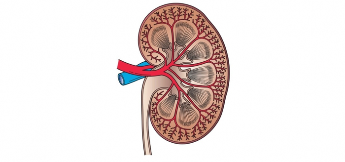 Kidney