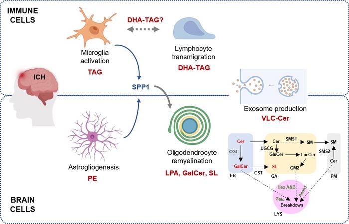 Schematic summary of dysregulated lipid metabolism with the CSF micromilieu that alters immune cell and brain cell activities post-ICH