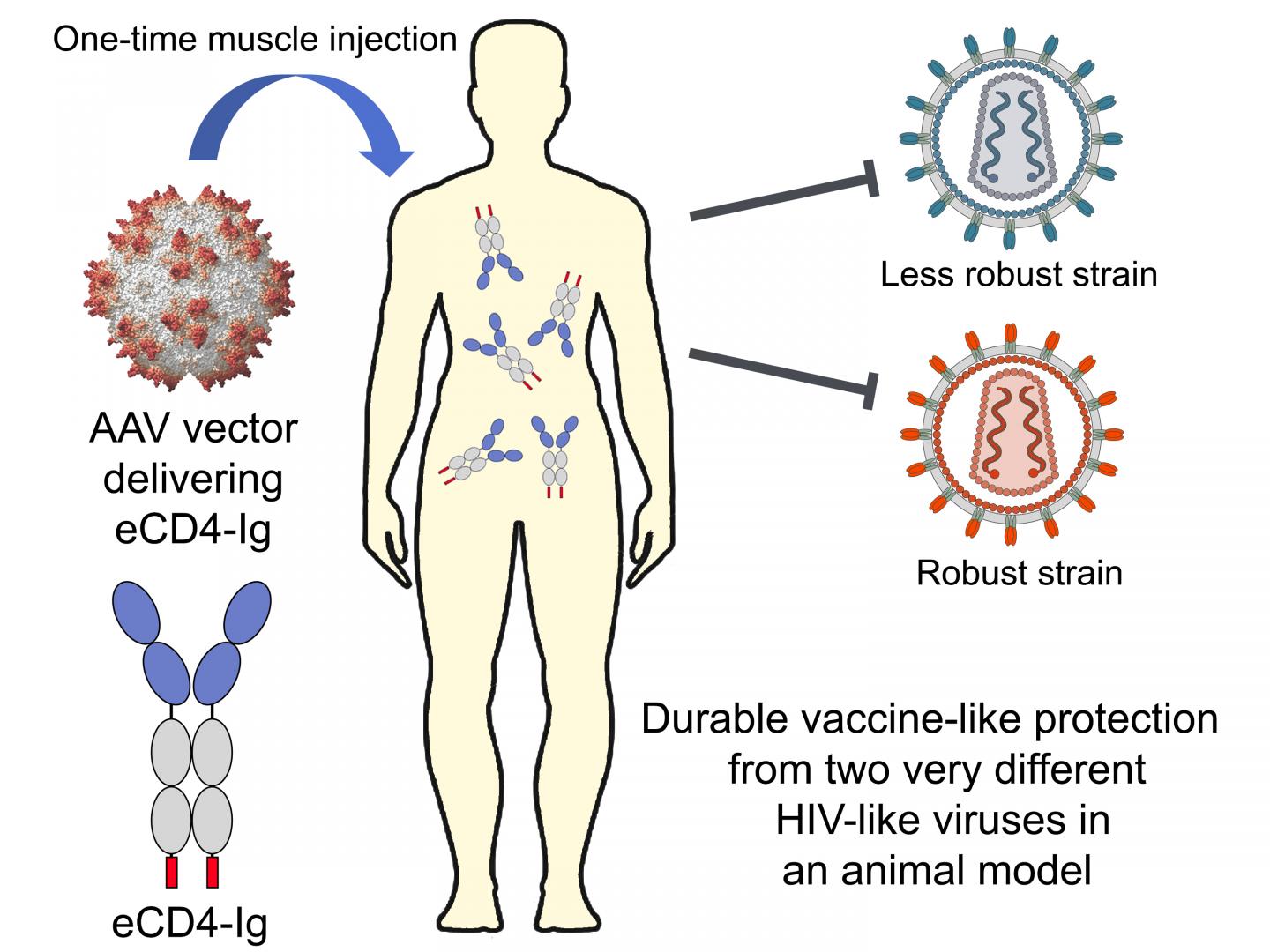 Can a Gene Therapy Provide Sustained Protection Against HIV Infection? (1 of 1)