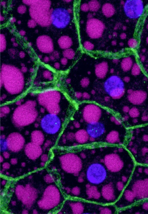 Capa-hormone