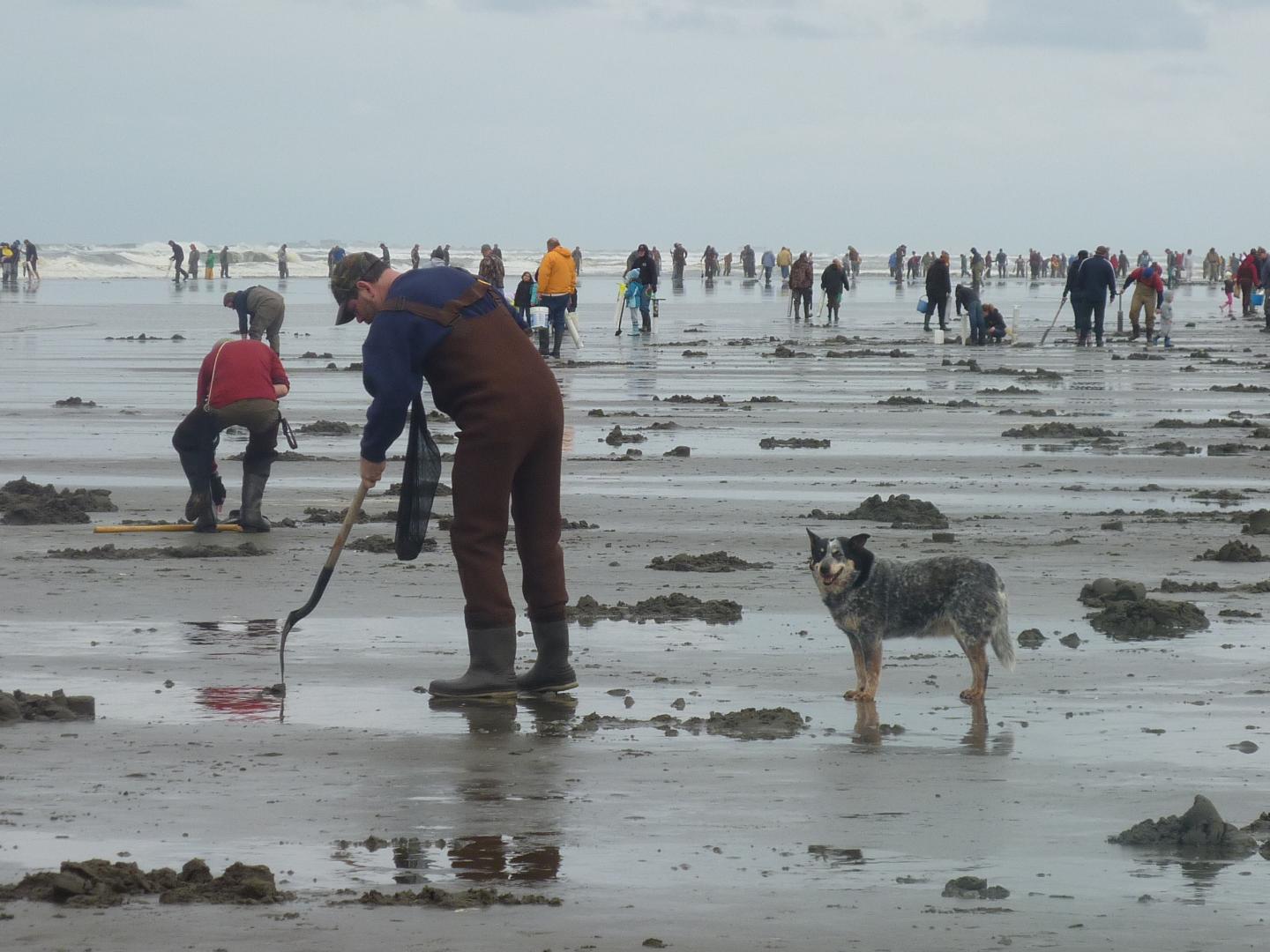 Razor Clam Diggers in Washington