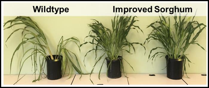 Comparison of sorghum plants in CABBI studies on improved Water Use Efficiency in bioenergy crops