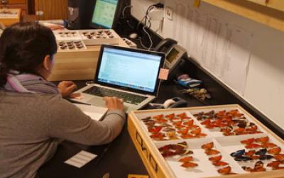 Researcher Entering Data for the Butterflies and Moths at the Florida Museum of Natural History