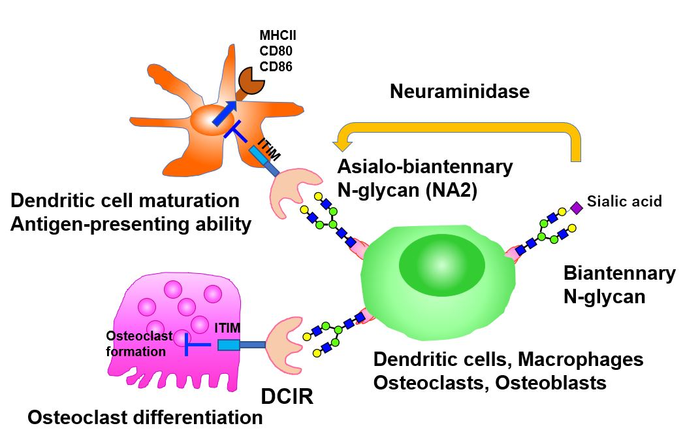 Schematic representation of the activity of the dendritic cell immunoreceptor during inflammation