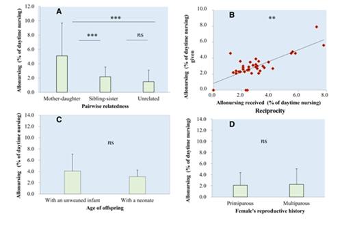 Factors Affecting the Extent of Allomaternal Nursing (Allonursing)