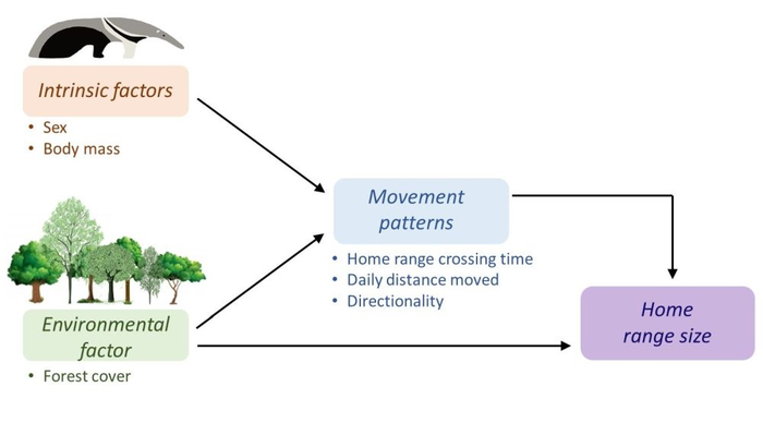 News Release: The fewer forests, the more space giant anteaters need