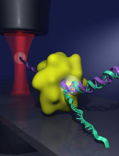 Graphic of DNA Strands Separating