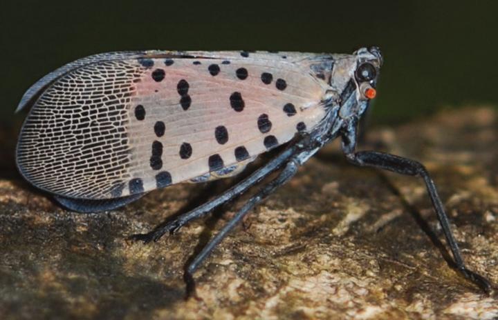 Spotted Lanternfly