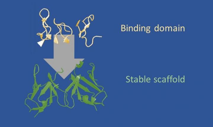 Figure 1. Design Strategy of Frankenbodies