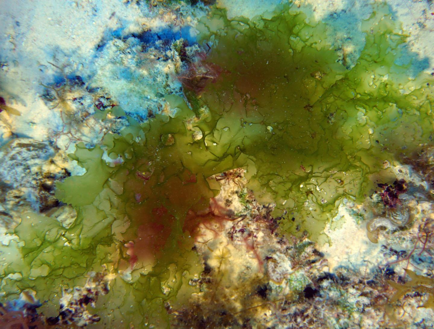 New Species of Deep-Water Algae