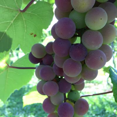 Ripening Tennessee-grown Concord Grapes