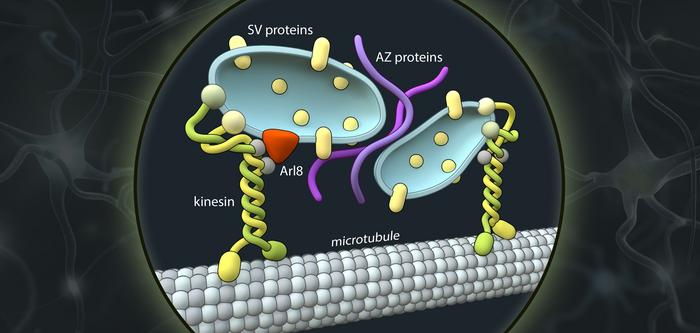 synapse formation