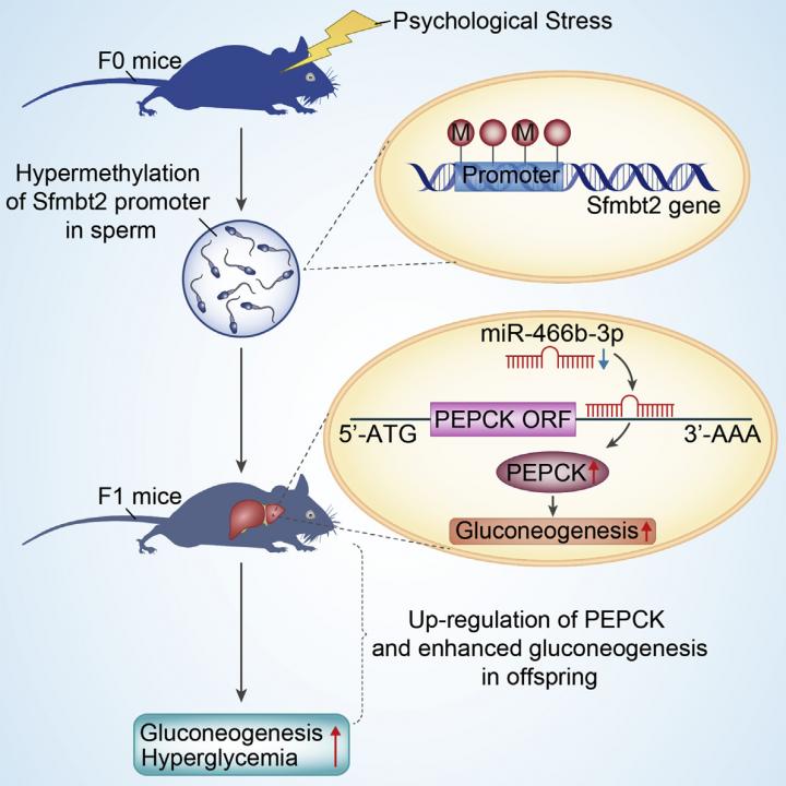 Intergenerational Effects of Paternal Psych Stress