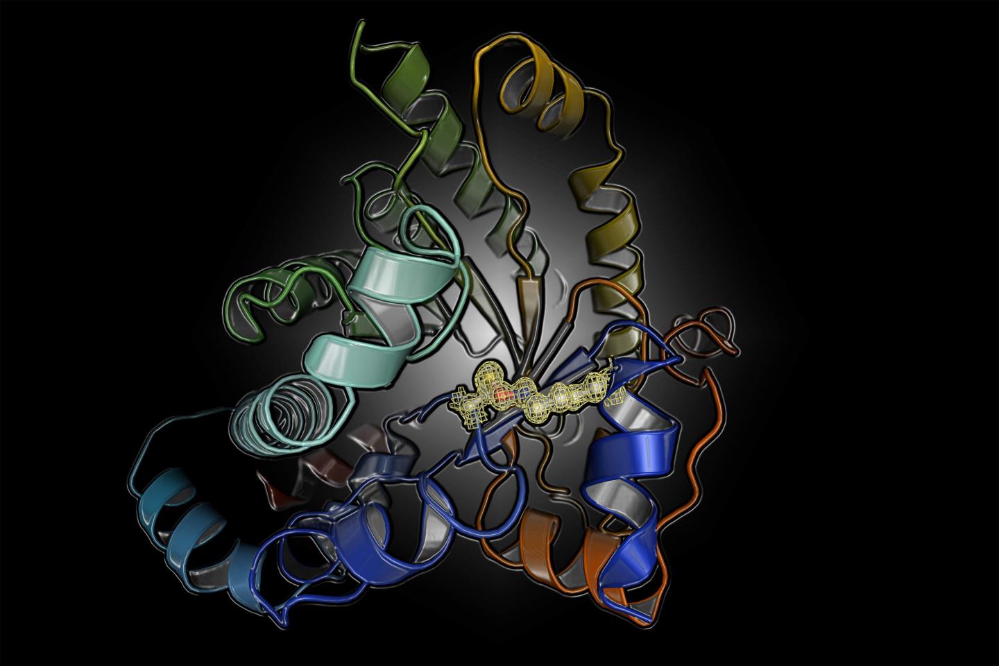 Curling protein structures image