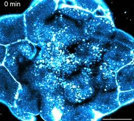 Watching the Zebrafish Cells Divide (3 of 17)