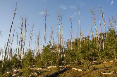 An Aspen Forest that Has Suffered Drought-Induced Mortality